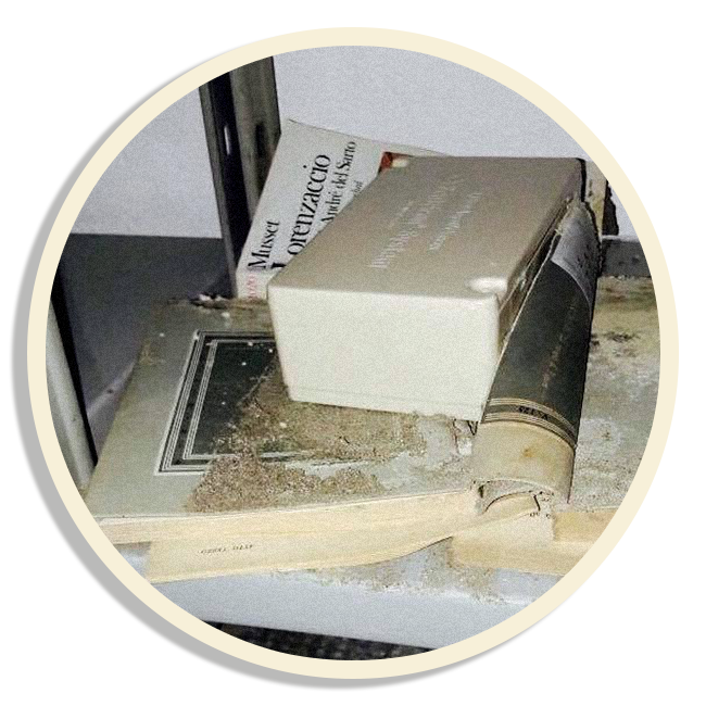 Le termiti attaccano i libri