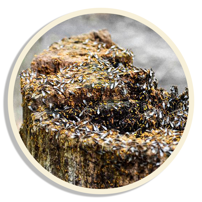 Le termiti all'attacco di un ceppo marcio