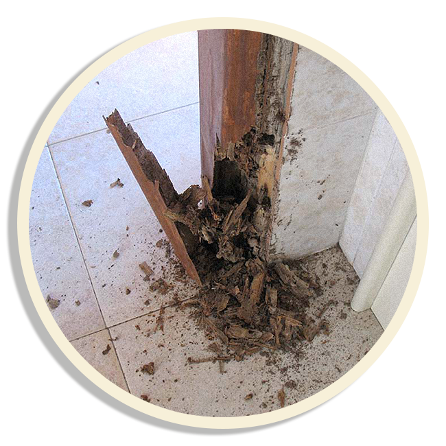 Le termiti attaccano gli infissi