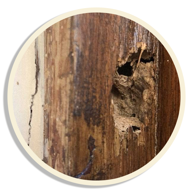 Le termiti divorano il legno