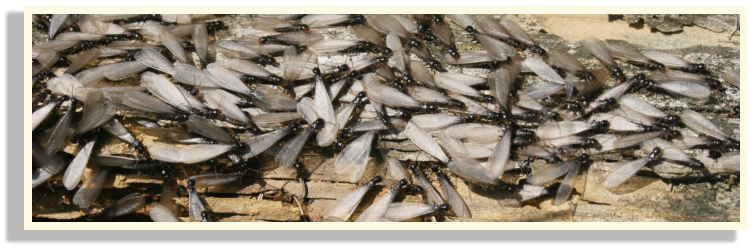 la sciamatura delle termiti